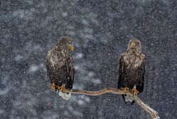 The White-Tailed Eagle Center