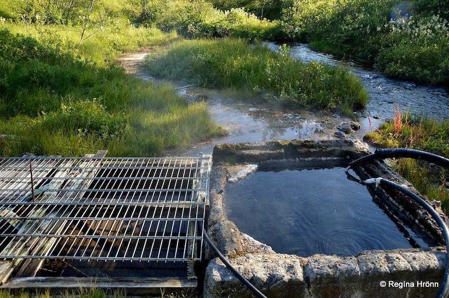 a-visit-to-the-icelandic-haukadalsskogur-forest-with-a-dip-in-kualaug-hot-pool-19.jpg