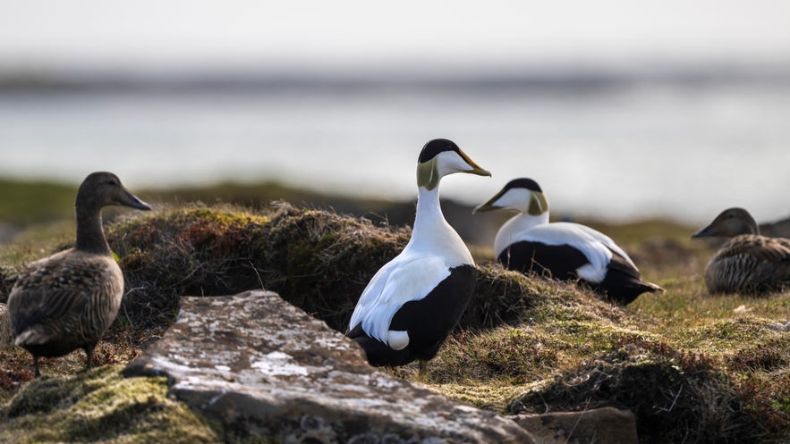 Male and female Common Eider Ducks at the coast of West Iceland.