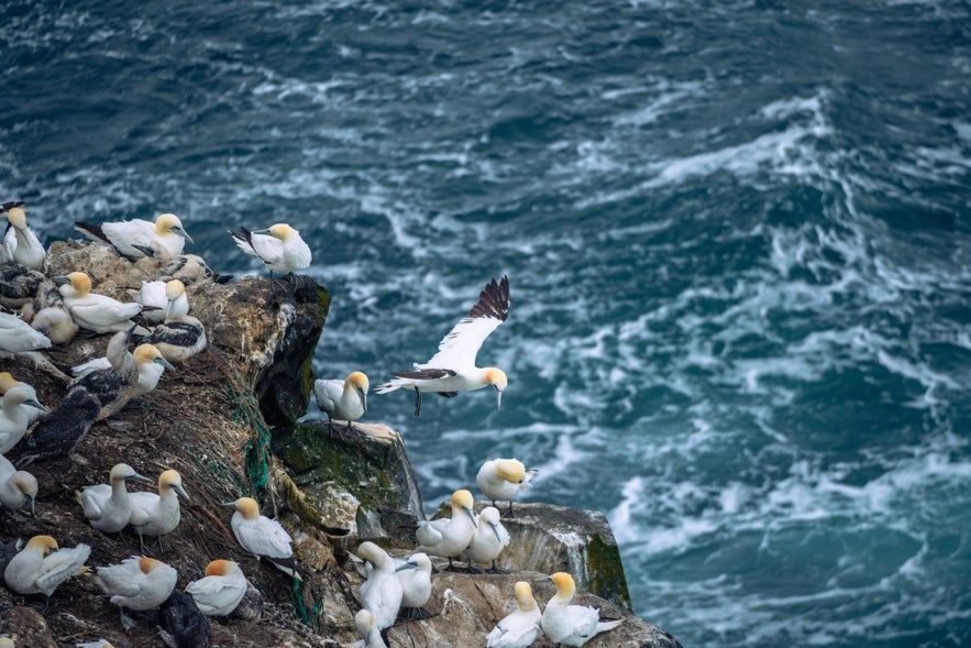 Close up view of Gannets at Langanes Peninsula