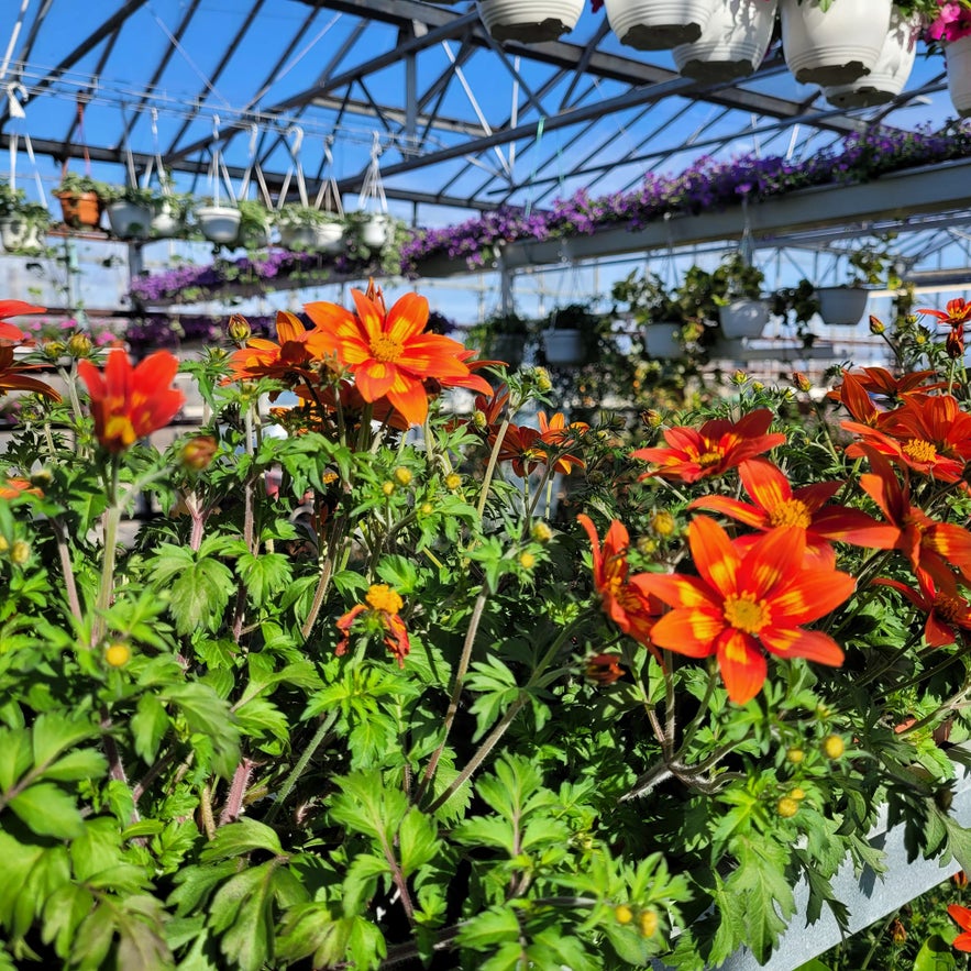 Hjá Góðu Fólki’s greenhouse bursting with vivid blooms.