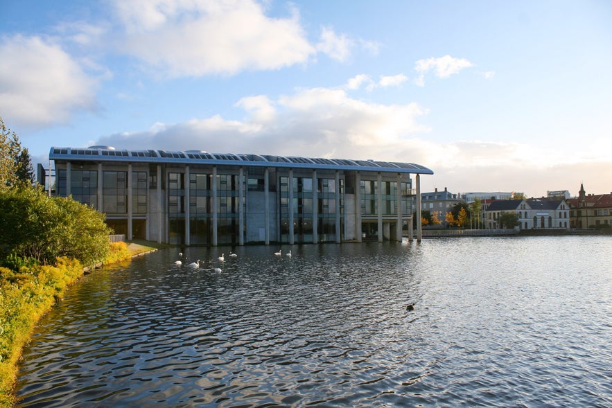 Swans swimming on Tjornin Pond right next to Reykjavik City Hall.