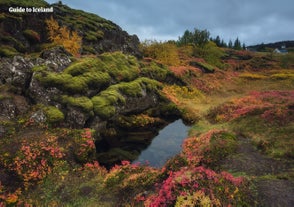 El precioso Parque Nacional de Thingvellir está cubierto de flores, arbustos y musgos.