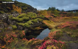 Il bellissimo Parco Nazionale di Thingvellir è ricoperto di fiori, cespugli e muschio