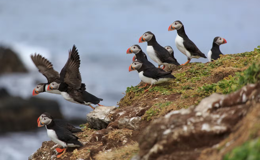 Group of puffins on a grassy cliff near Stykkisholmur, Iceland.