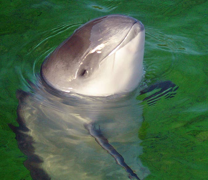 A harbor porpoise rises gently from green water, its head breaking the surface.