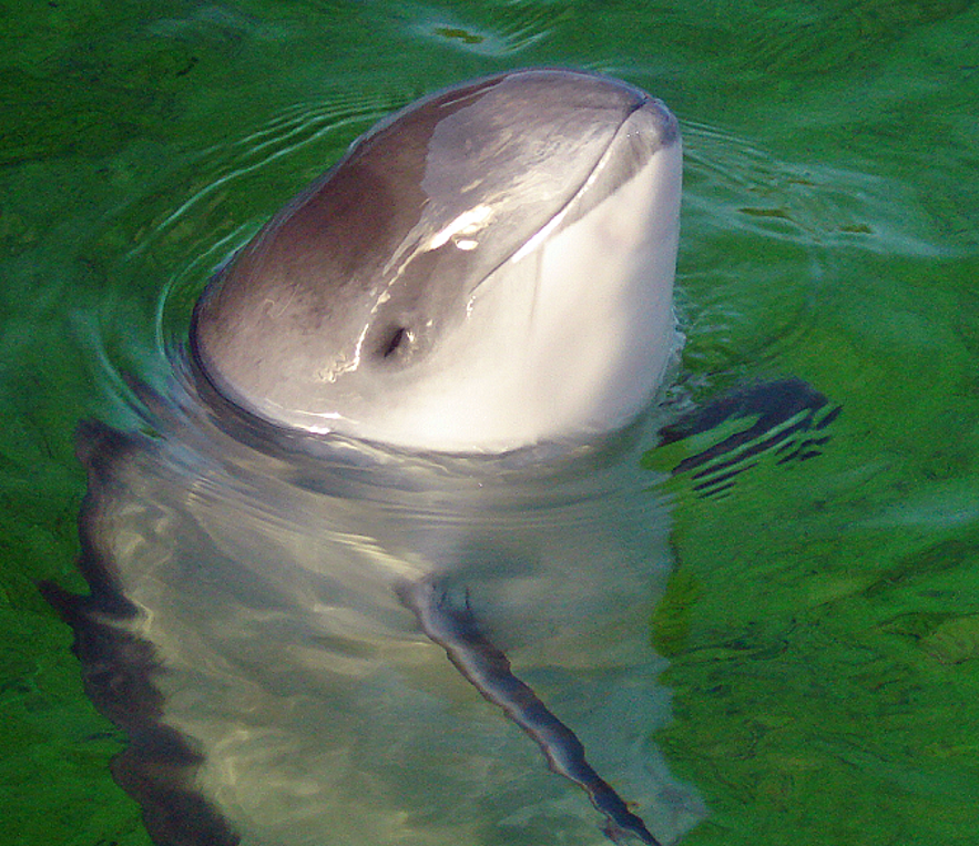 Harbor porpoise up close