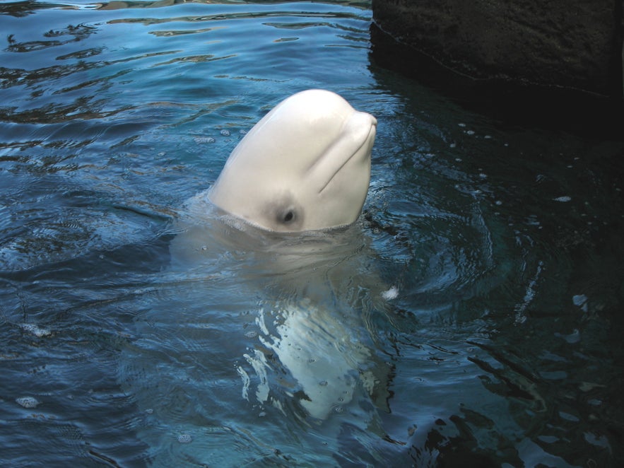 A beluga whale lifts its head above the water, its white body reflecting light in a sheltered pool.