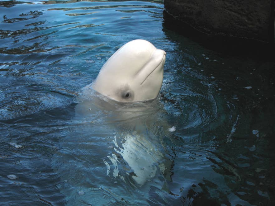 Un beluga solleva la testa sopra l'acqua, il suo corpo bianco riflette la luce in una piscina riparata.