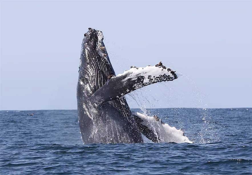 Une baleine à bosse effectue un saut spectaculaire en été, surgissant des eaux calmes d’Islande dans un nuage de gouttelettes.