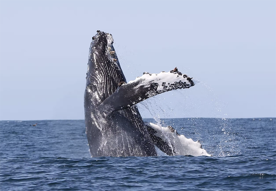 Humpback whale in the Westfjords