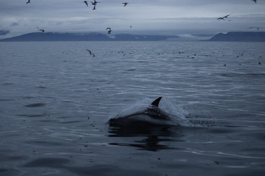 Weißschnauzendelfin in den Westfjorden