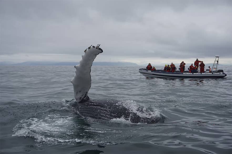 Une baleine à bosse lève sa nageoire près d’un petit bateau d’excursion sur la péninsule de Snaefellsnes.