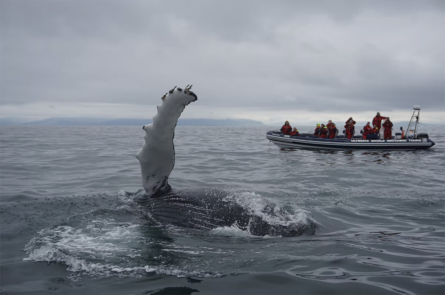 A humpback whale lifts its fin beside a small tour boat on the Snaefellsnes Peninsula.