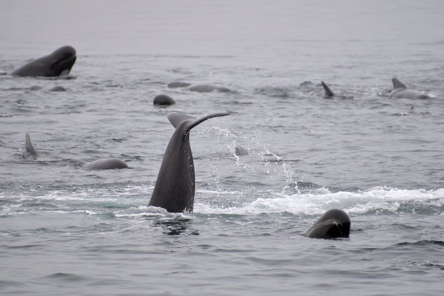 Whale Watching Top Things To Do in Isafjordur