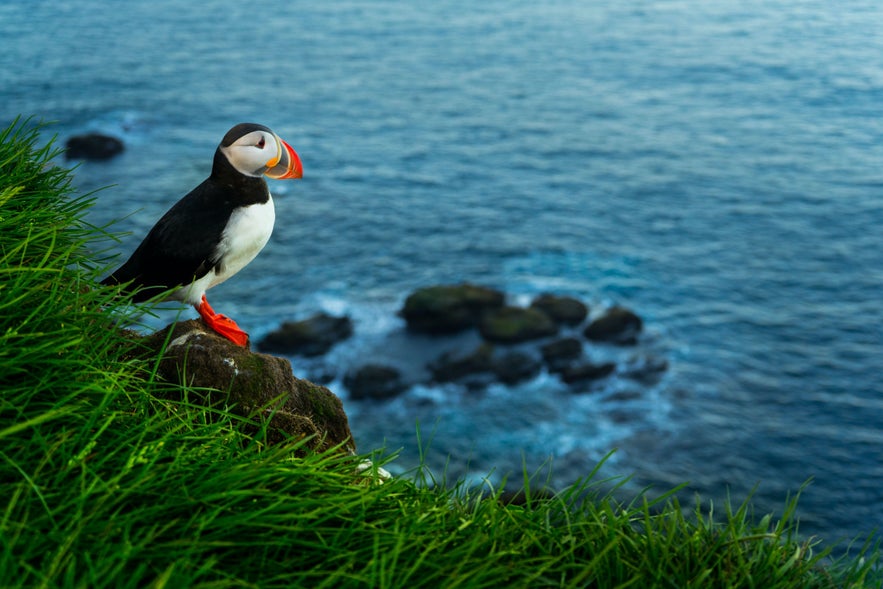 Atlantic Puffins Westfjords