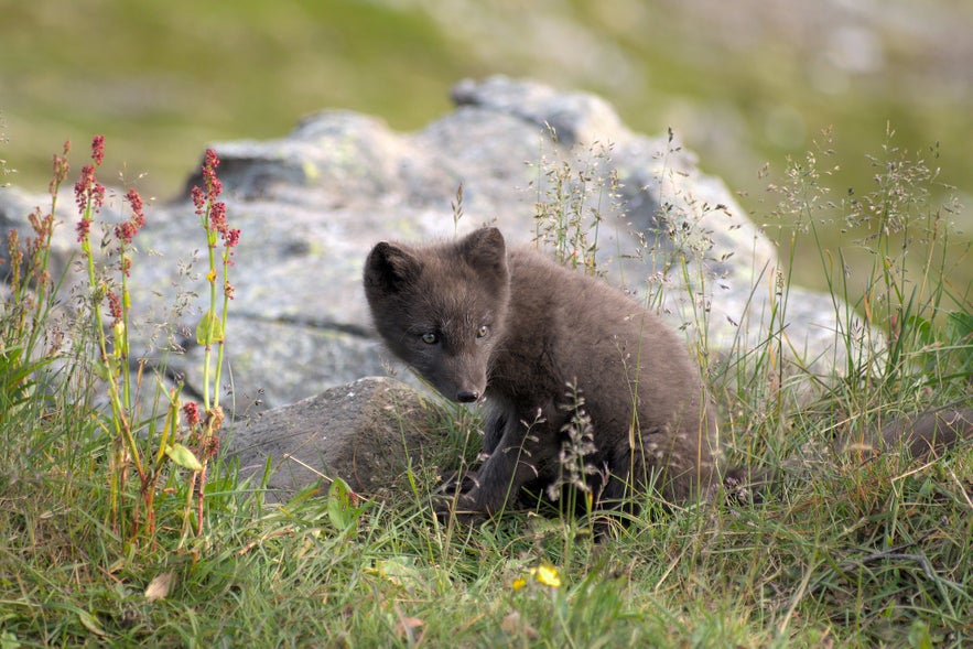Arctic Fox in Hornstrandir Nature Reserve, Top Things To Do in Isafjordur
