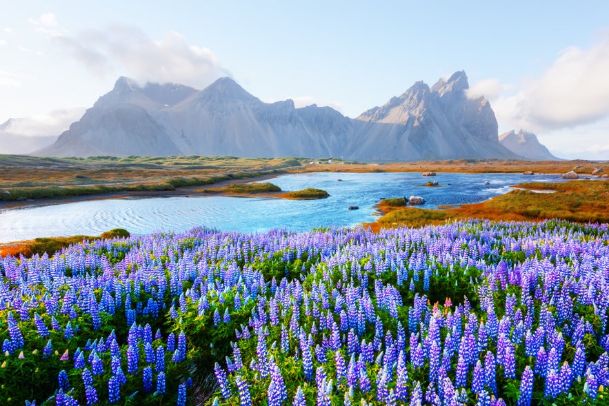 Gorgeous landscape with blooming lupine flowers field near famous Stokksnes mountains on Vestrahorn cape, Iceland