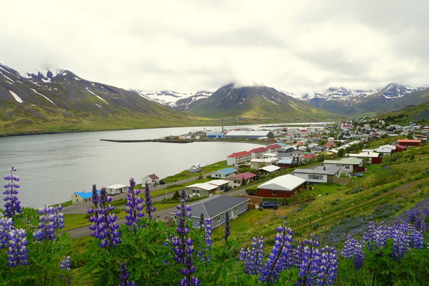 Panoramic view of Siglufjordur, Iceland, from a hillside covered in blooming purple lupines. The town stretches along the fjord, with colorful rooftops, a peaceful harbor, and dramatic snow-streaked mountains in the background.