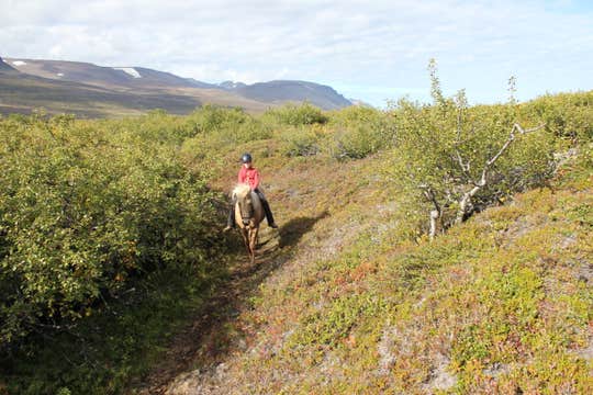 Small-Group Husavik Horse Riding Tour of Iceland’s Diverse Landscapes