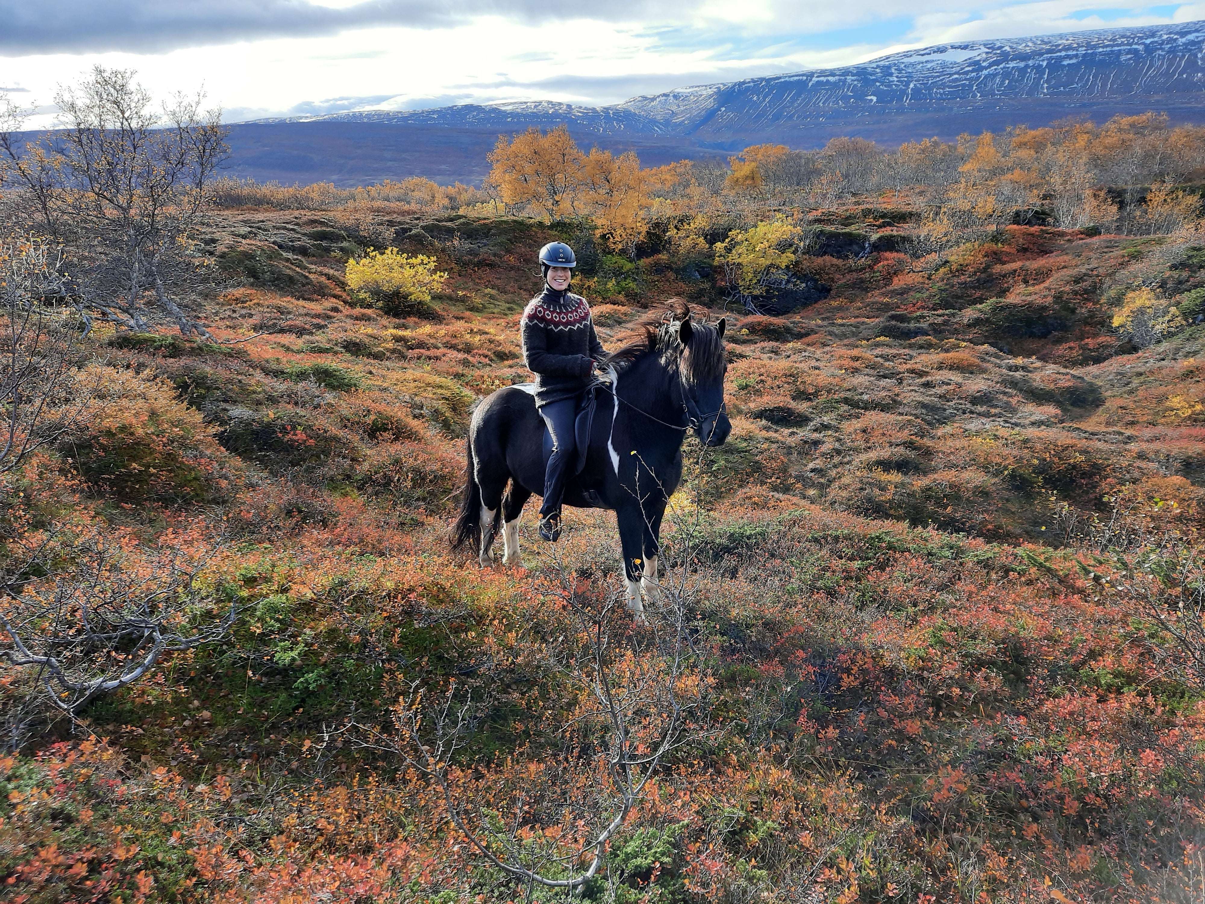 Rider on a black Icelandic horse pauses among autumn-colored moss and shrubs with mountains in the distance.