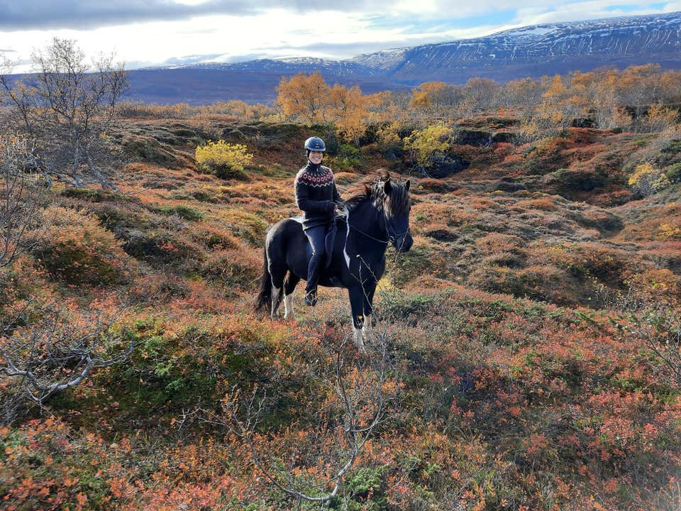 Rider on a black Icelandic horse pauses among autumn-colored moss and shrubs with mountains in the distance.