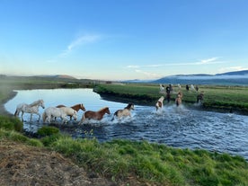 Icelandic horses running across a shallow river in Husavik
