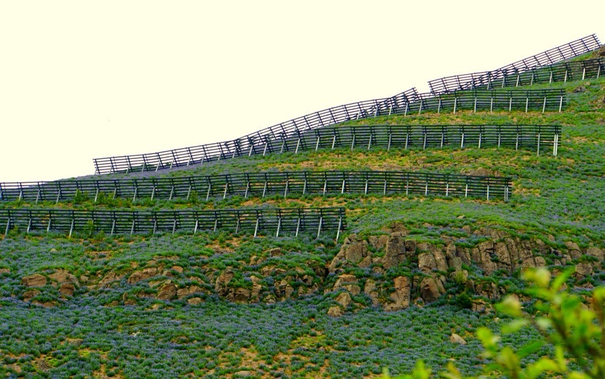 Close-up view of avalanche barriers on a flower-covered hillside in Siglufjordur, Iceland. Rows of black wooden snow fences stretch across the green slope, dotted with purple lupine flowers and rocky outcrops.