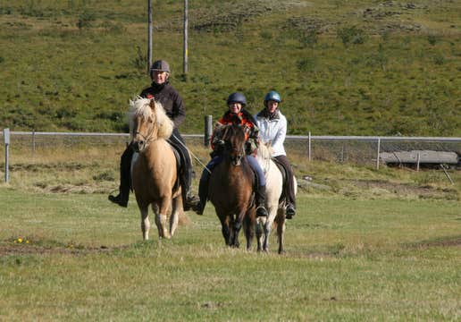 Easy Horseback Riding Tour with Optional Transfer from Reykjavik