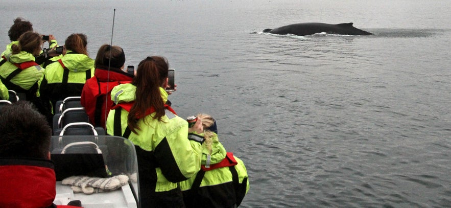 Whale watching tour in Isafjordur, Iceland, a thrilling experience among the best things to do in Isafjordur.