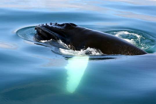 Family-friendly 3-Hour Whale Watching Tour in North Iceland From Dalvik