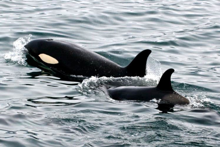 On some occasions, you may see groups of killer whales swimming near Dalvik.