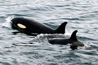 Family-friendly 3-Hour Whale Watching Tour in North Iceland From Dalvik