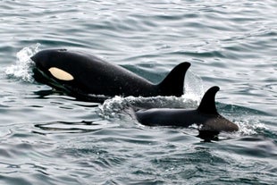 On some occasions, you may see groups of killer whales swimming near Dalvik.