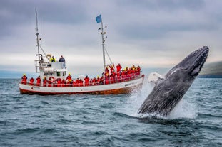 Your group is sure to see some whales during your whale watching tour from Dalvik.