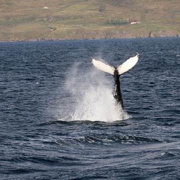 Express 2-Hour Whale Watching Tour in RIB Vessel from Dalvik
