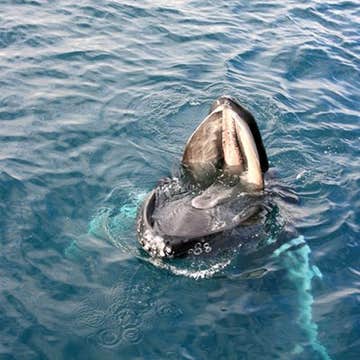 Express 2-Hour Whale Watching Tour in RIB Vessel from Dalvik