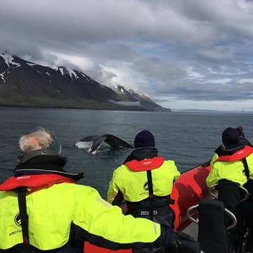 Express 2-Hour Whale Watching Tour in RIB Vessel from Dalvik