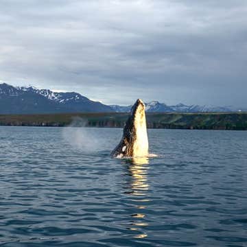 Express 2-Hour Whale Watching Tour in RIB Vessel from Dalvik