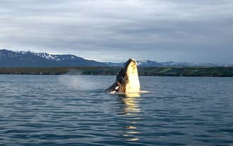 Plusieurs espèces de baleines vivent dans les eaux du nord de l'Islande.
