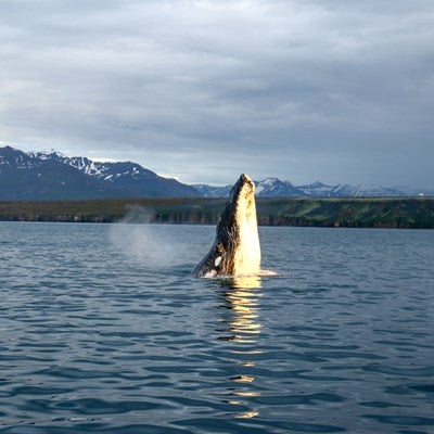 There are several species of whale in the waters of North Iceland.