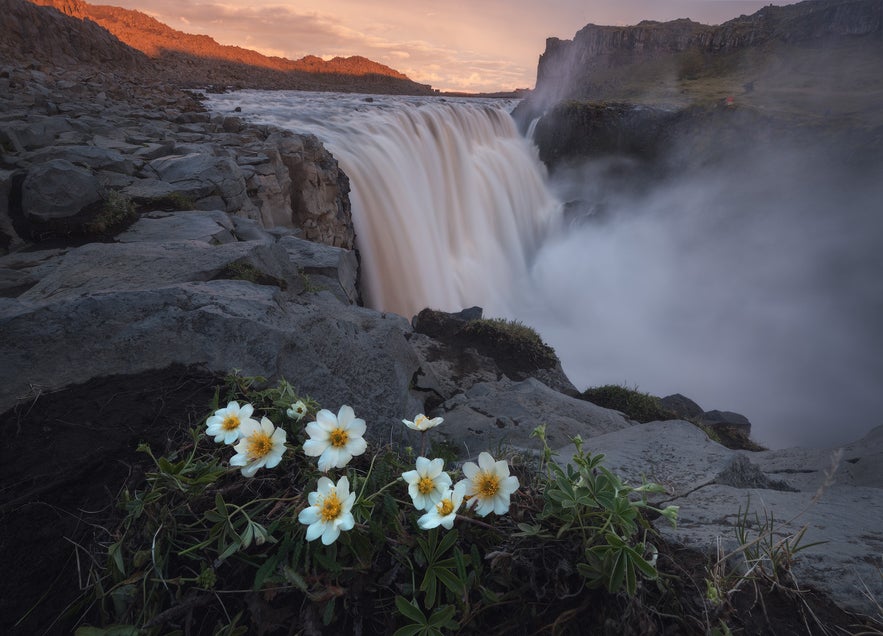 Dettifoss Waterfall in Iceland flows powerfully with white flowers in the foreground.