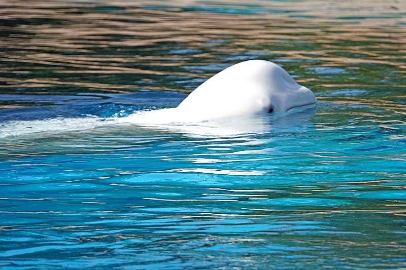 SEA LIFE Trust Beluga Whale Sanctuary Guide To Iceland sea-life-trust-beluga-whale-sanctuary-guide-to-iceland