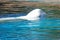 800px-DSC09177_-_Beluga_Whale_(36407206543).jpg