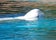800px-DSC09177_-_Beluga_Whale_(36407206543).jpg