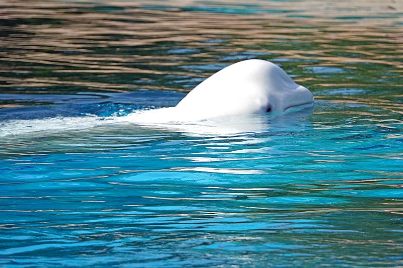 A beluga whale similar to those at the the SEA LIFE Trust Beluga Whale Sanctuary and Puffin Rescue Centre