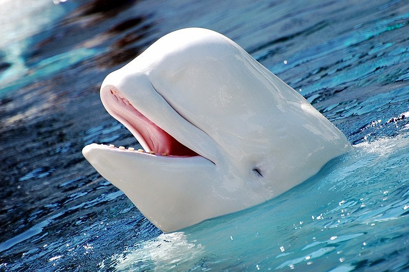 Beluga whale swimming in clear blue water, similar to those at the SEA LIFE Trust Sanctuary in Iceland. Beluga whale swimming in clear blue water, similar to those at the SEA LIFE Trust Sanctuary in Iceland.