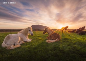 A group of Icelandic horses is resting in the valley.