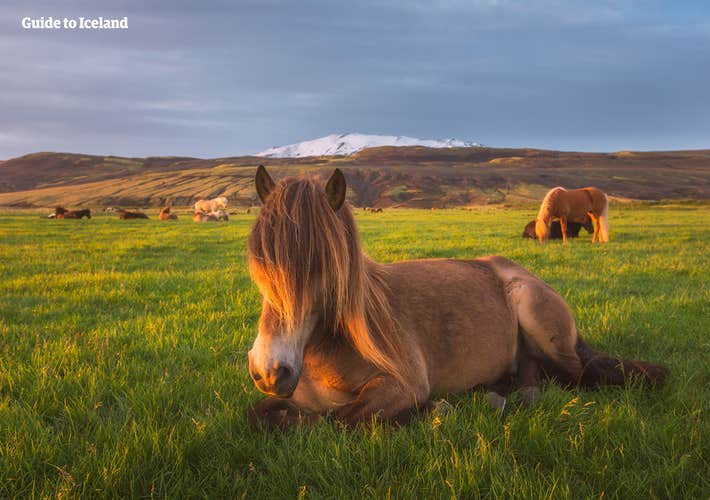 Icelandic horses are known for their shaggy mane.