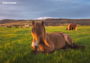 Thrilling 2-Hour Private Horseback Riding Adventure on Mosfellsdalur Valley Near Reykjavik